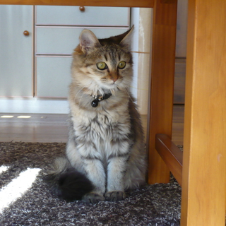 無事に里親様が決まりました