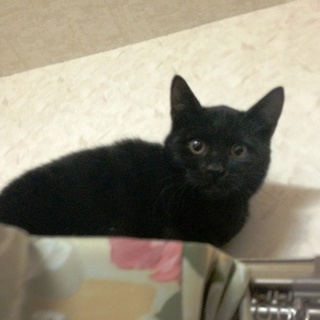 おとなしい黒小猫