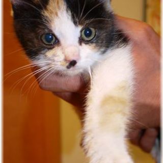 ミーちゃん☆緊急里親募集中！