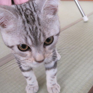 里親決定しました