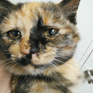 保護された子猫ちゃんの里親さん募集！！