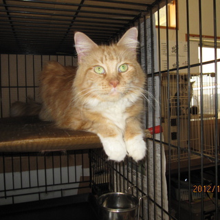 メラニーちゃん