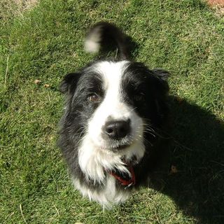 家族が決定しました！ありがとうございます。