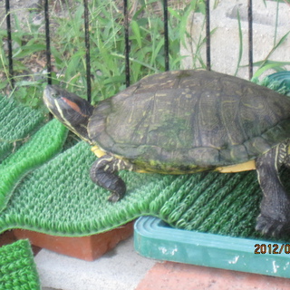 ミドリガメの里親募集です。