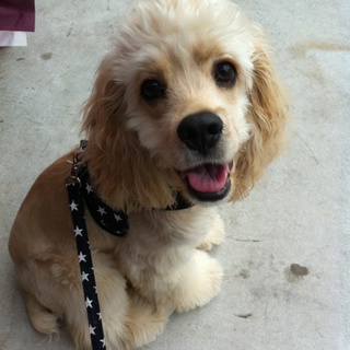 里親決定致しました。有難うございました。