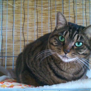 大人ですが甘えたで人懐こいです！