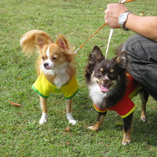 一緒に遊んでくれる家族がほしいです(右犬）
