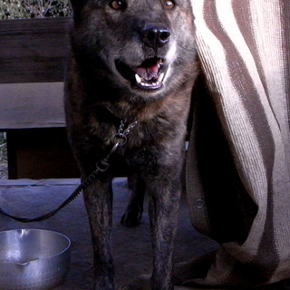 元気で甘えん坊の１１歳♂