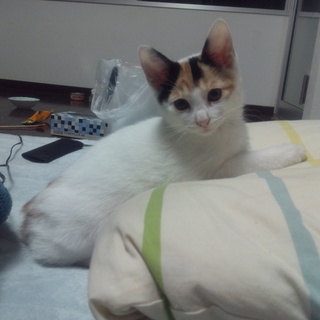 交渉中のため一時中断いたします。