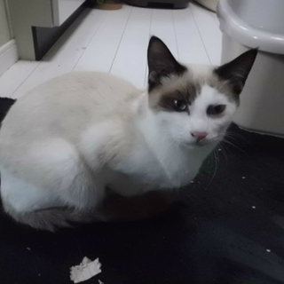 ラグドールMIXベタベタで人大好き！ごろごろにゃんです・・。