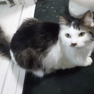 半長毛・慣れると穏やかでべたべたな子です・。