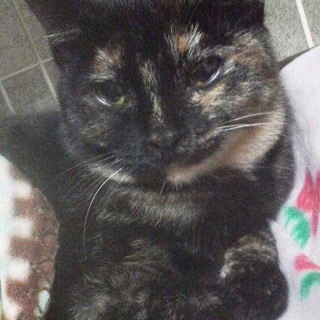 とてもおとなしい女の子（5か月）里親募集です