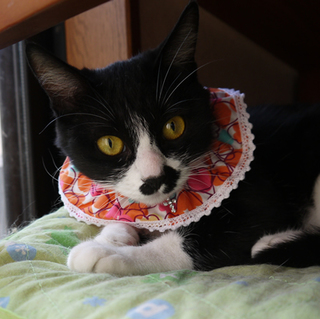 白黒小さい女の子「ちびったん」