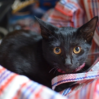 黒猫のマリーちゃん　17匹多頭飼い崩壊レスキュー