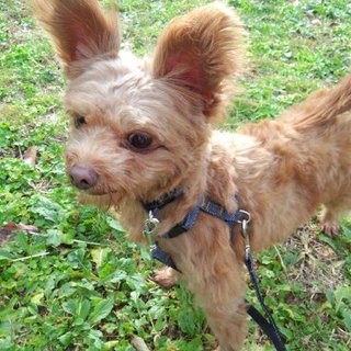 むぎ（プードル×ヨーキー）