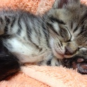 里親の皆様、子猫をよろしくお願い致します。