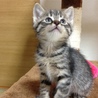 里親の皆様、子猫をよろしくお願い致します。 サムネイル2