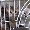 里親の皆様、子猫をよろしくお願い致します。 サムネイル6