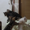 里親の皆様、子猫をよろしくお願い致します。 サムネイル7