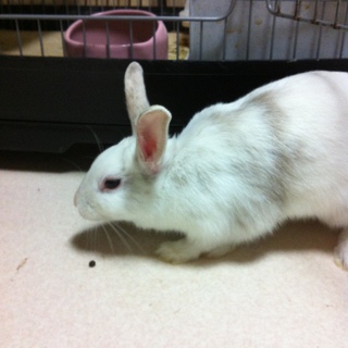 可愛がってくださる方