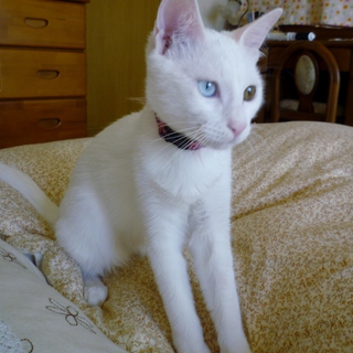 「ももちゃん」の里親様募集！