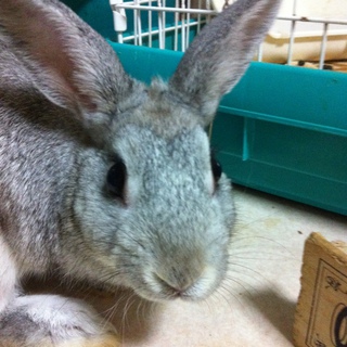 可愛がってくださる方