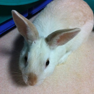 可愛がってくださる方