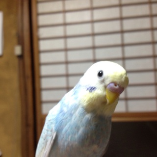 2月生まれのセキセインコです