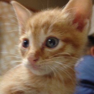 可愛い子猫の里親募集　2