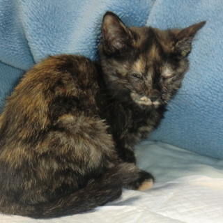 エンジェルの里親募集！！