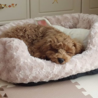 優しい里親さんお願いします。