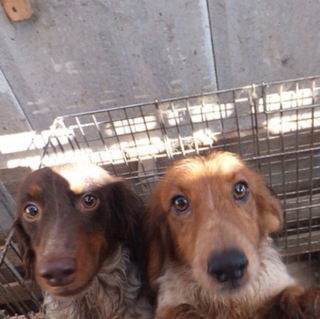 ダックス親子（２歳と４歳）一緒にお願いします。