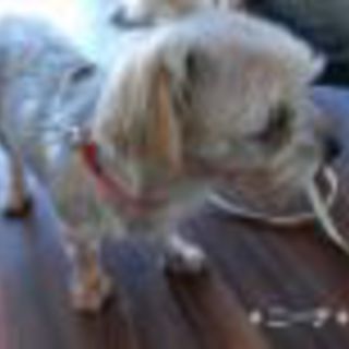 可愛いヨーキーを迎えてあげて下さい。