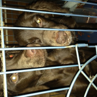 里親募集一時停止