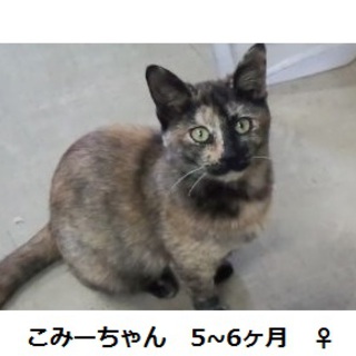 ★5～6ヶ月の子猫のお家を探しています★