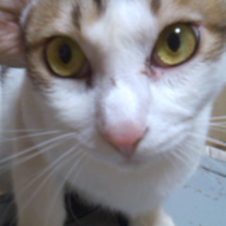 可愛がって下さる方