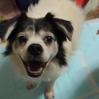 小山町多頭飼育現場のバーボンを助けてくれてありがとう