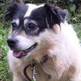 3本足のクッキーちゃん　ＧＯ！保護犬ＧＯ