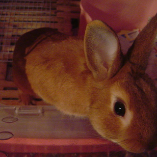 ☆うさぎ可愛がってあげて下さい☆