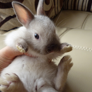 里親になってください