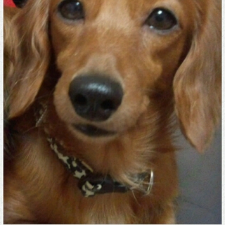 きなこ☆里親さま決定☆