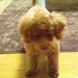 名前はユズです☆生後5ヶ月の女の子です(*^^*)