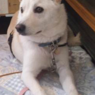 白い中型オスの家族を募集してます。