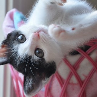 『タレ胡ちゃんの家族になってください』