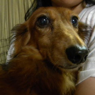 大人しくて物静かなMダックス♂