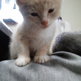 クリーム色の男の子です＾＾