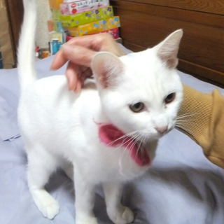 白美猫、里親さん募集中！