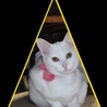 白美猫、里親さん募集中！ サムネイル2