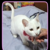 白美猫、里親さん募集中！ サムネイル3