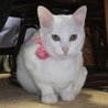 白美猫、里親さん募集中！ サムネイル4